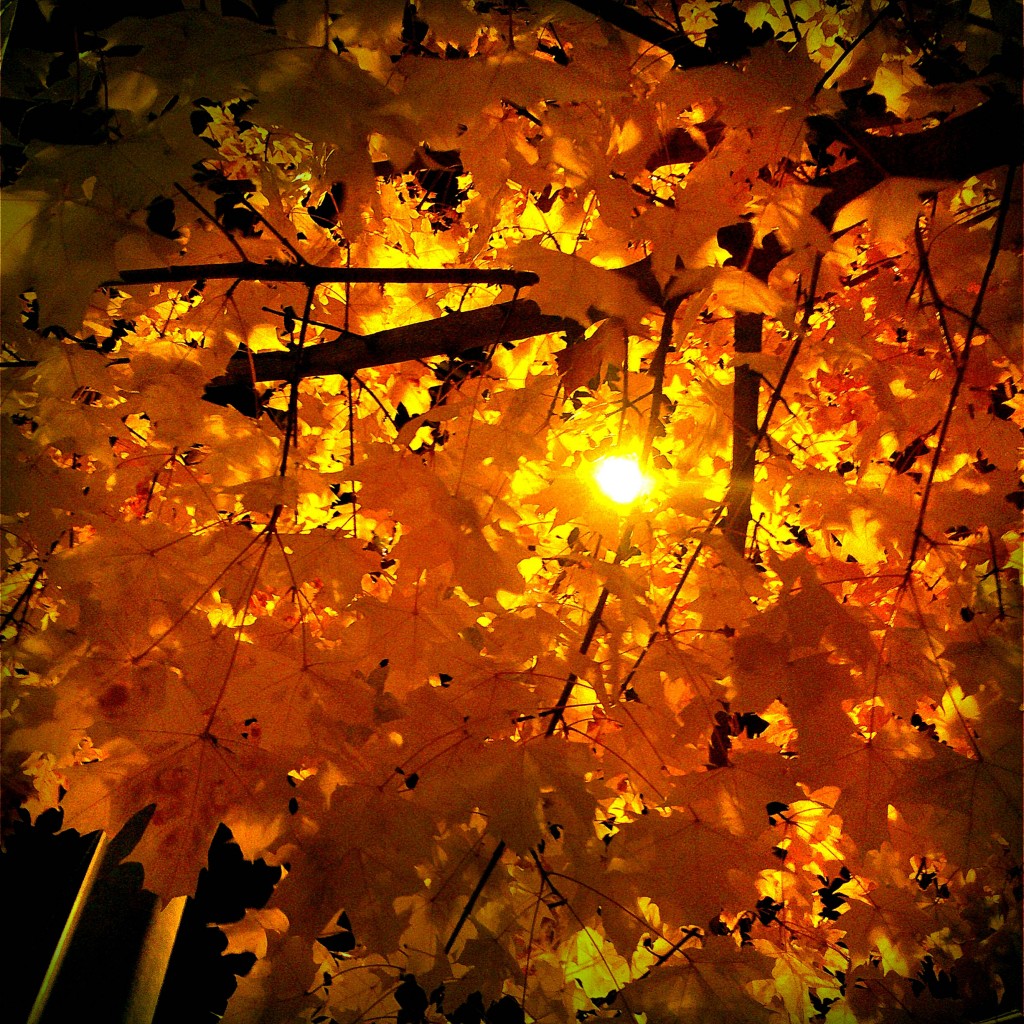 moments précieux de la vie : lumière d 'automne par thevaultblue moments précieux de la vie